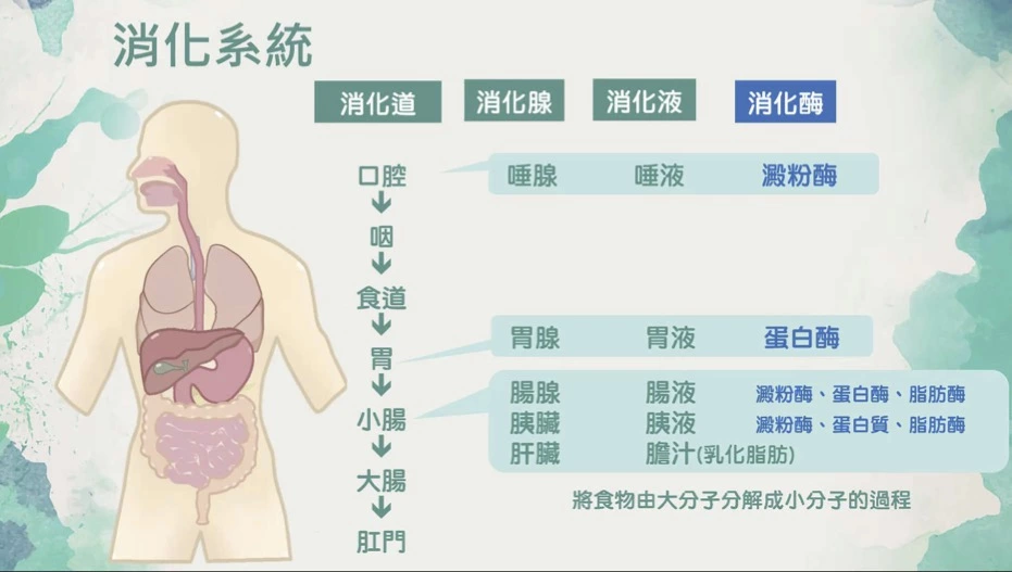 消化系統流程示意圖