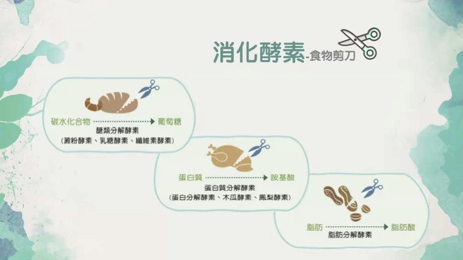「酵素」是消化食物、新陳代謝、修復組織的必要物質，它們就像是食物的剪刀一般，協助我們在消化的過程分解食物，轉化為人體可以吸收的物質